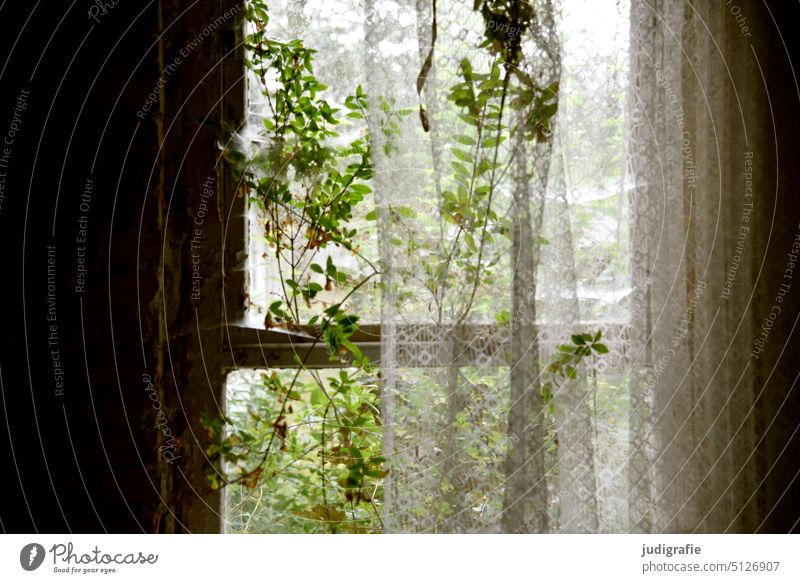 Nature at the window Window Curtain Textiles textile Folds home textiles Twig Tree shrub Decline Transience Past Derelict Old Delicate Building Ruin