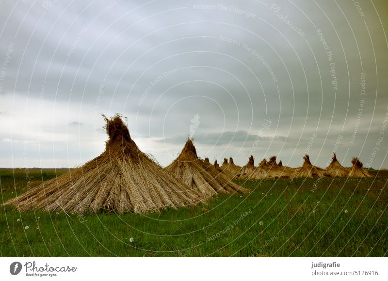 Reeds on the Bodden reed Reed Grass Common Reed Meadow Sky Fischland-Darss-Zingst Landscape coast Baltic Sea Nature naturally Roofing roofing thatchery