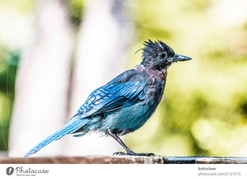 zausel Grand piano Colour photo especially Exterior shot Deserted British Columbia Vancouver Island Nature Plumed Canada North America Steller's Jay