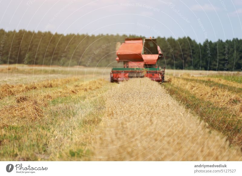 combine harvester driving through field collecting grain in summer. Harvesting of early grains and winter wheat. Agricultural machinery rides to camera collecting wheat. Cultivation of organic wheat.
