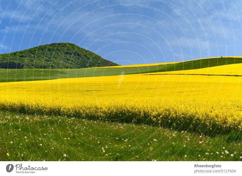 Several yellow blooming rape fields in front of a mountain in the Thuringian Rhön! Canola Canola field Yellow blossom blossoms inflorescence Highlands extension