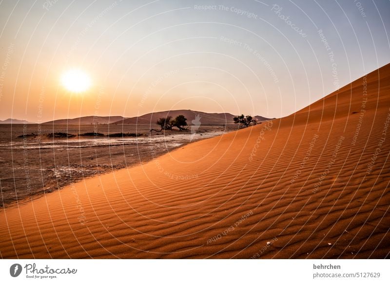 the morning hour has gold in its mouth Shadow Light Sossusvlei Exterior shot Sesriem dune 45 Sand Desert Africa Namibia Far-off places Wanderlust Longing travel