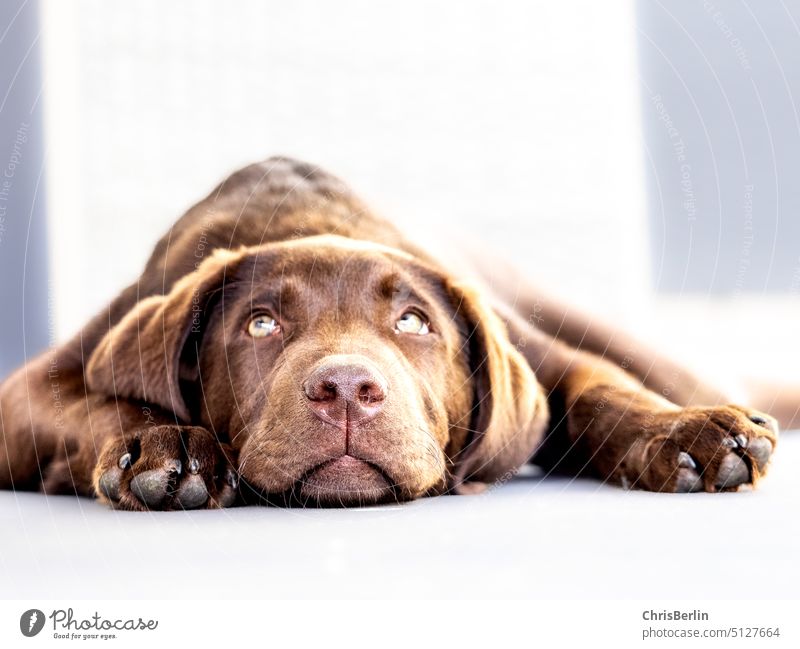 Lying brown Labrador puppy Puppy Pet Animal Dog Colour photo Animal portrait Looking into the camera Animal face Pelt Love of animals Cute Snout Cuddly bored