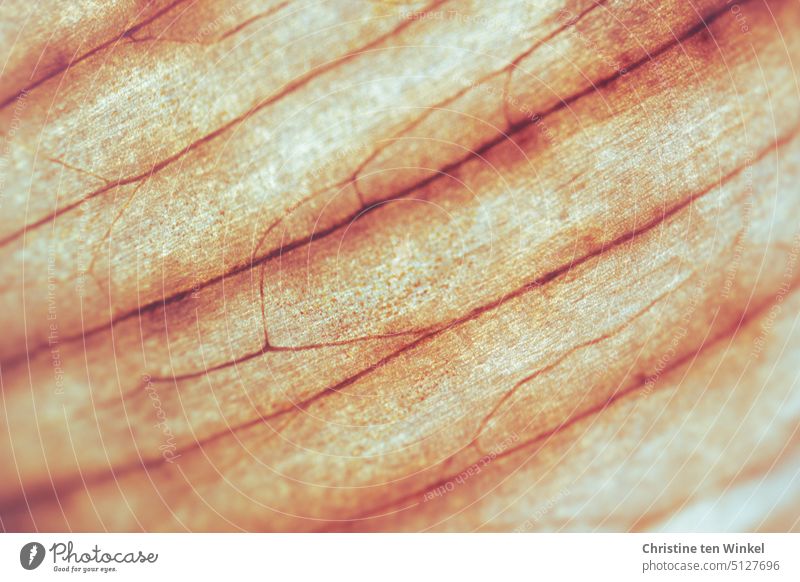 A beautiful natural texture in orange and brown Structures and shapes structure Pattern Background picture background Orange Brown Nature naturally Dry Abstract