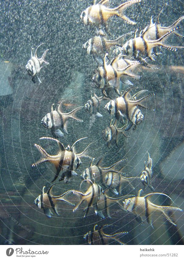 Spiny fish Striped Prongs Aquarium Air bubble Interior shot Fish Flock