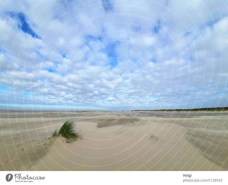 close to nature | seemingly endless expanse on the beach of Borkum Beach Sand Island North Sea North Sea Islands Ocean Sky wide Grass Tuft of grass Sand drifts