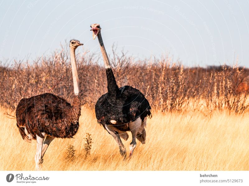 "what are you yelling about, herbert, do i look like i'm trying to understand you?!" Wildlife Animal Animal portrait Couple feathers Bird Ostrich Africa Etosha