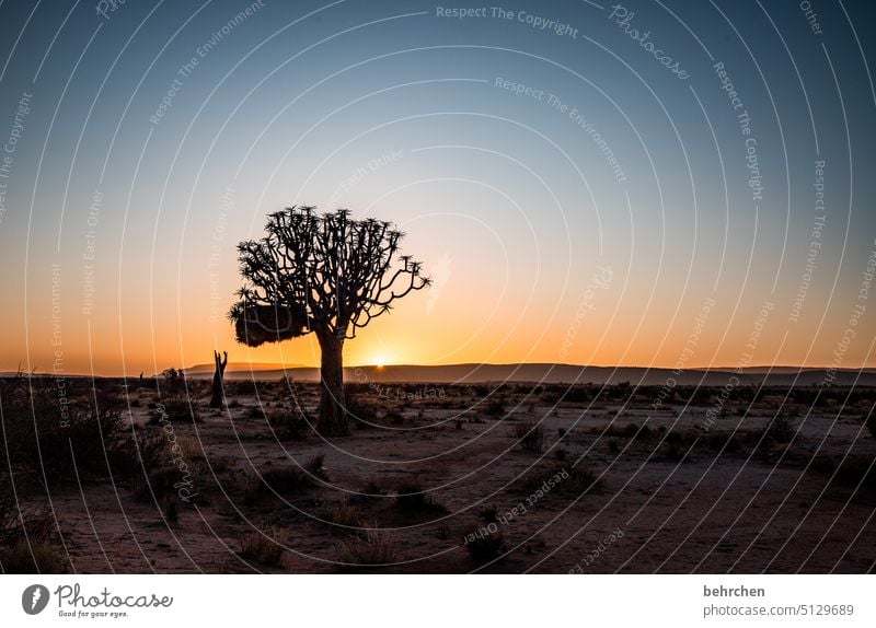 the resonance within us Kokerboom tree Dream Twilight Africa Colour photo Loneliness Impressive magical Adventure Landscape Desert wide silent Hope Tree