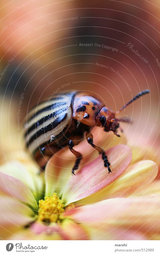I'm actually looking for a potato. Nature Plant Animal Flower 1 Yellow Green Beetle Colorado beetle Insect Feeler Striped Small Colour photo Exterior shot