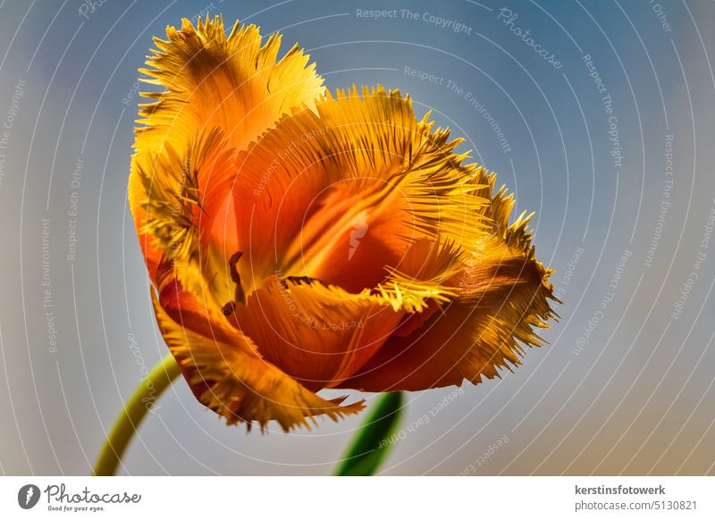 Orange tulip Flower Tulip macro Tulip blossom tulip leaves Spring Blossoming Nature Macro (Extreme close-up) Prongs exempt Interior shot Fresh Close-up pretty