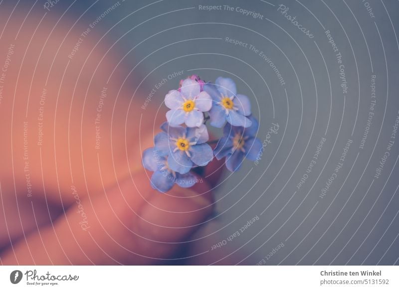 carefully hold delicate forget-me-not flowers Forget-me-not To hold on Blossom Blue Flower Blossoming stop Hand Shallow depth of field flora and fauna pretty