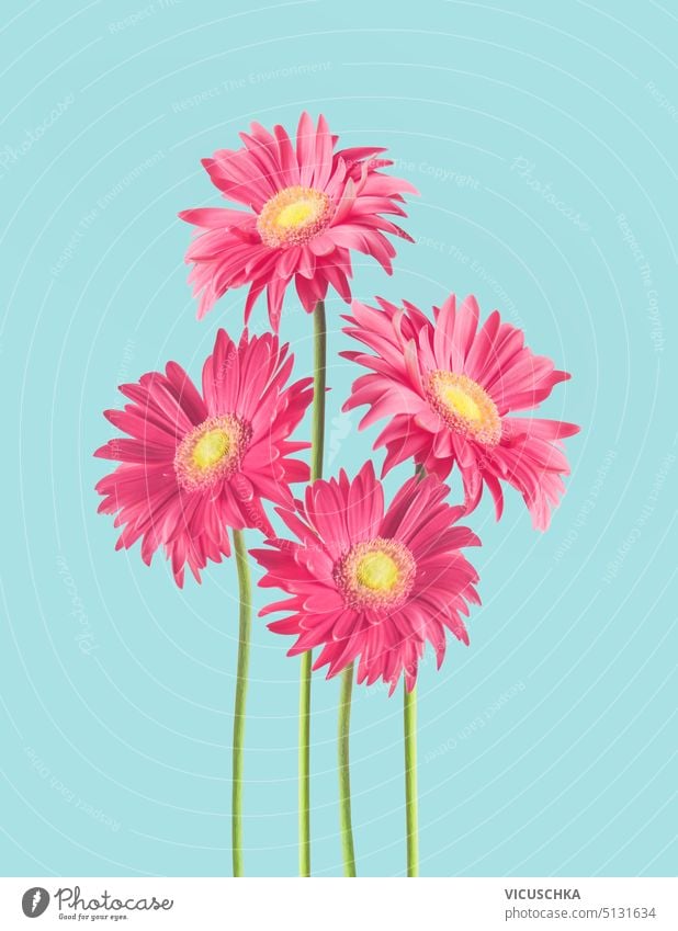 Pink Flower Of Gerber Isolated Stock Photo, Picture and Royalty