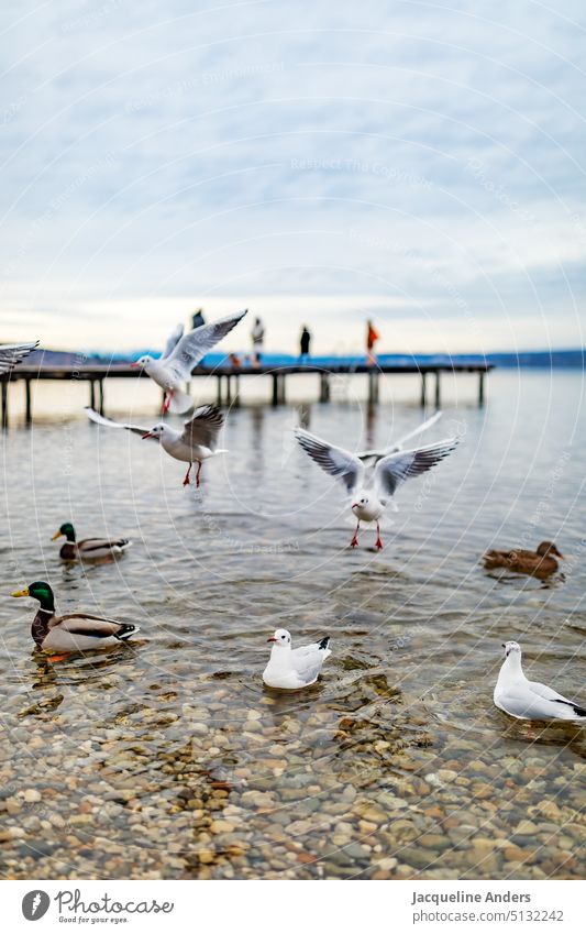 Seagulls and ducks are fed at the lake and swim and fly around excitedly flock of seagulls Lake Water Nature birds Flying Bird Animal Grand piano Sky Feather