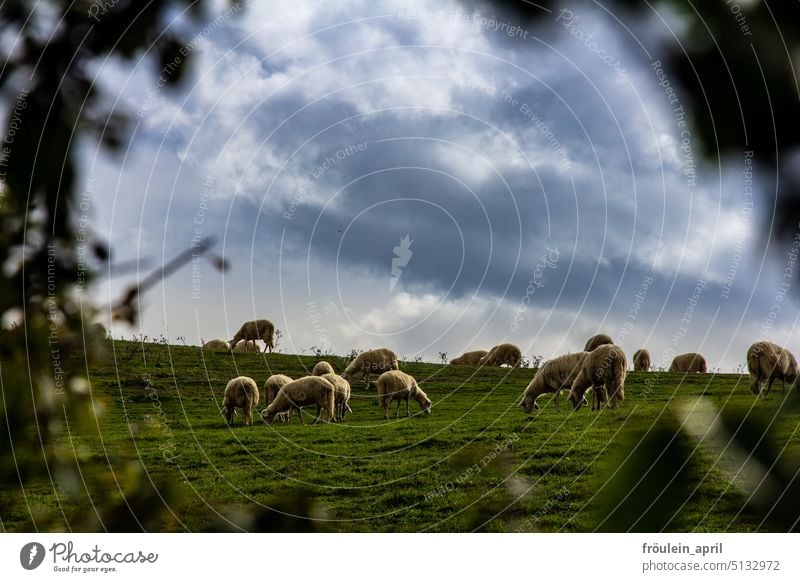 Final|ly grass becomes pecorino | Sheep in a green meadow in Tuscany Flock sheep Farm animal Group of animals Herd Meadow Landscape Nature Grass Animal