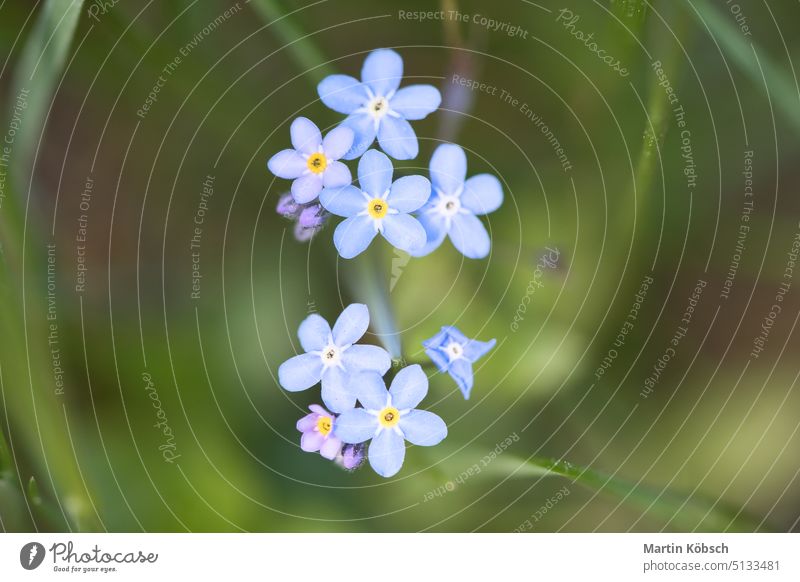 Blue petals of a flower isolated in green grass shown. Natural meadow with flowers Common star hyacinth blue easter park pretty spring garden outdoor pollen