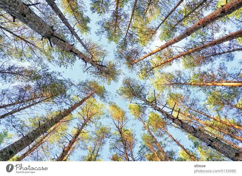 Spruce forest from frog perspective Forest Coniferous forest Worm's-eye view upstairs Treetop Relaxation neck pain Collection Nature Domestic Monoculture Blog
