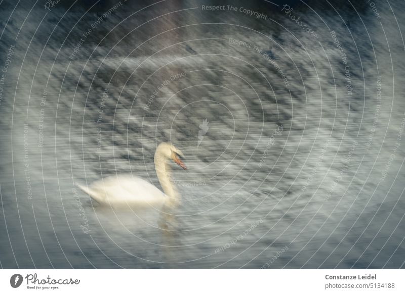 Swan in water in ICM technique Blue Long exposure tranquillity chill Idyll Nature Calm Peaceful Water Surface of water Lake ICM technology hazy