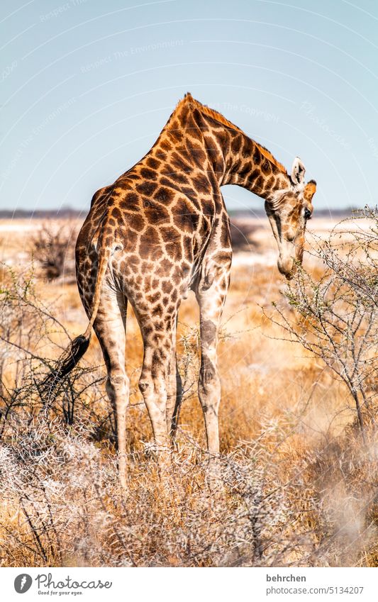 giraffe up close etosha national park Etosha Wild Africa Namibia Freedom Wanderlust Colour photo Vacation & Travel Landscape Adventure Nature especially