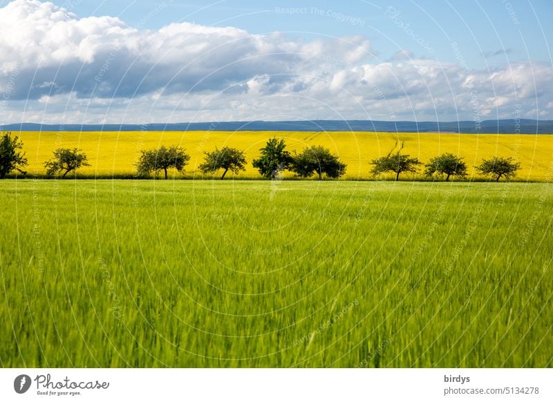Early summer landscape with corn field and rape field Grain field Canola field landscape photograph Agriculture fields Horizon arable land early summer blossoms