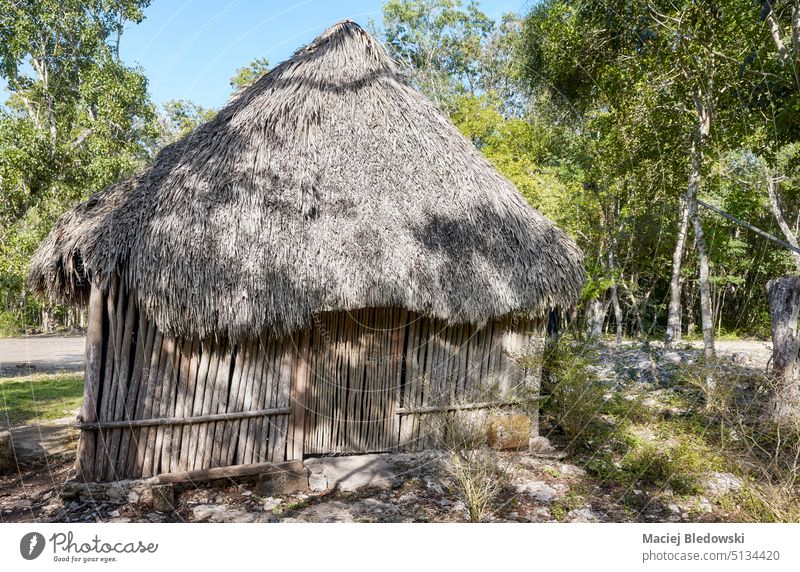 Picture of a Mexican jungle Mayan hut. tropical mayan thatch nature village wood house architecture traditional home natural building structure roof mexico