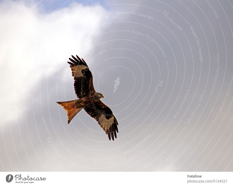 The red kite glides elegantly through the air. The sky is cloudy, but he looks down spellbound. Bird Exterior shot Animal Colour photo Wild animal Day White