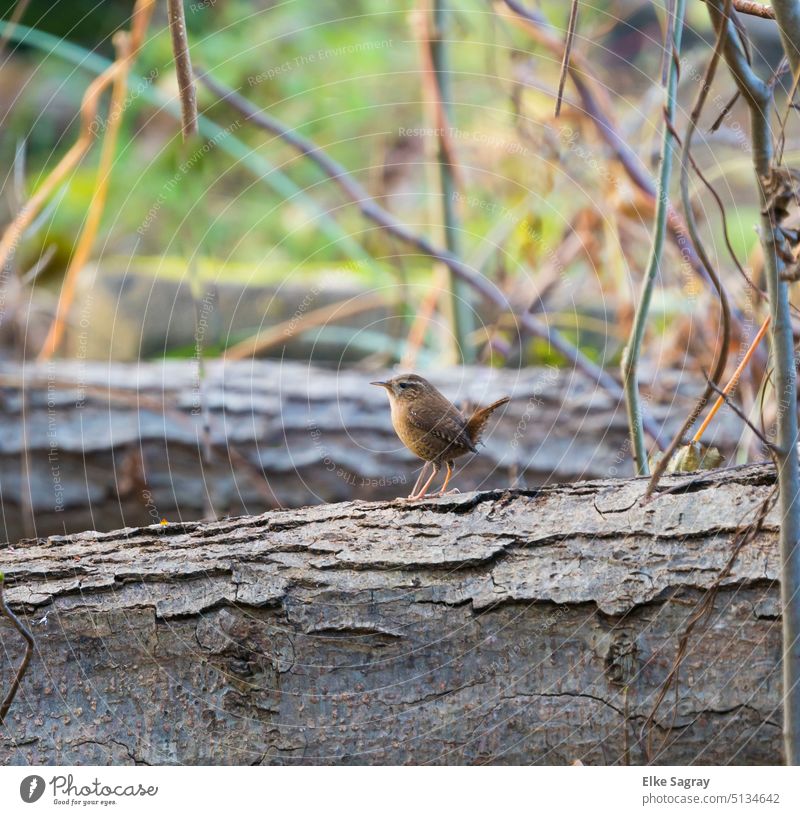 Wren -small but quite self-confident he stands there ... wren Colour photo Bird Exterior shot Animal Wild animal Nature Close-up Feather Small Plumed Deserted