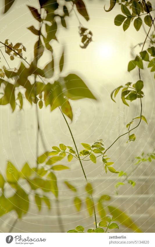 winter garden Branch Relaxation holidays Garden Deserted neighbourhood Nature Plant Tendril Vine plant tranquillity Holiday season shrub Copy Space