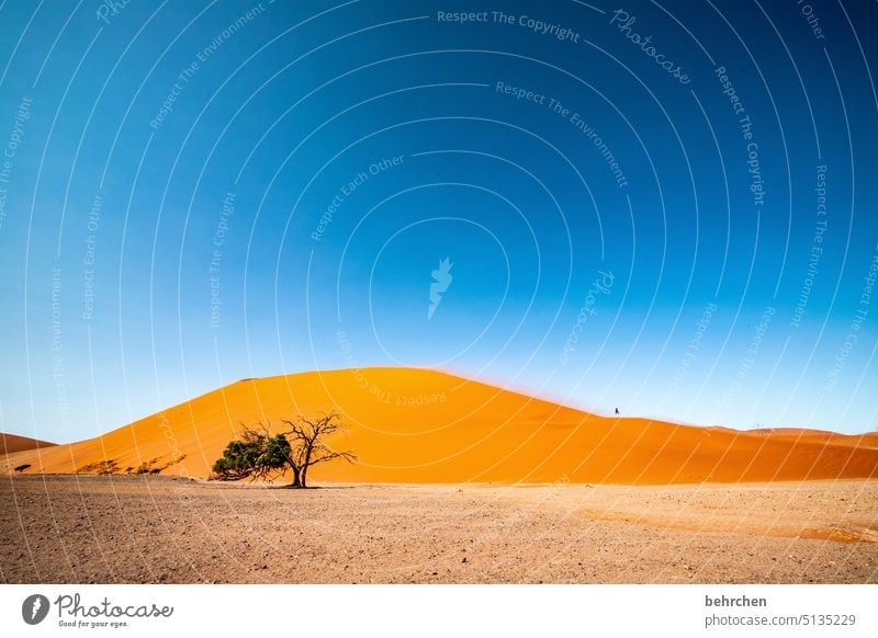 heartland namibia Desert Africa Namibia Far-off places Sossusvlei Sandstorm Dune 45 Sesriem Wanderlust Warmth