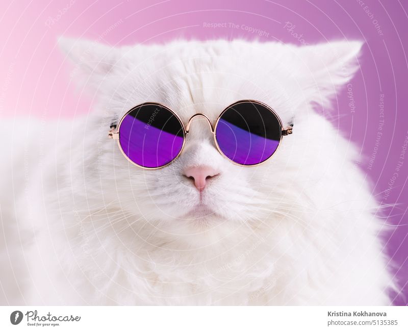  (Funny Wallpaper with Cute Cats with Glasses