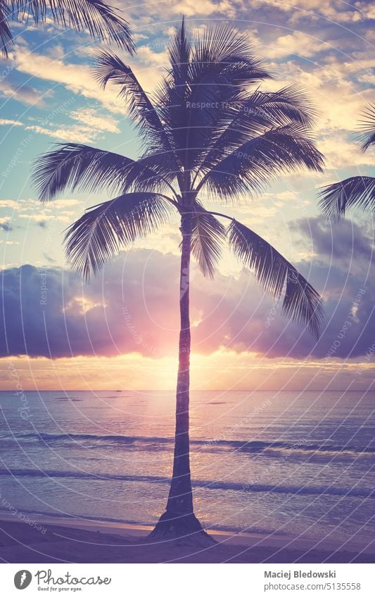 Coconut palm tree silhouette on a tropical beach at sunrise, color toning applied island paradise sea summer sky Caribbean retro sunset effect ocean Mexico