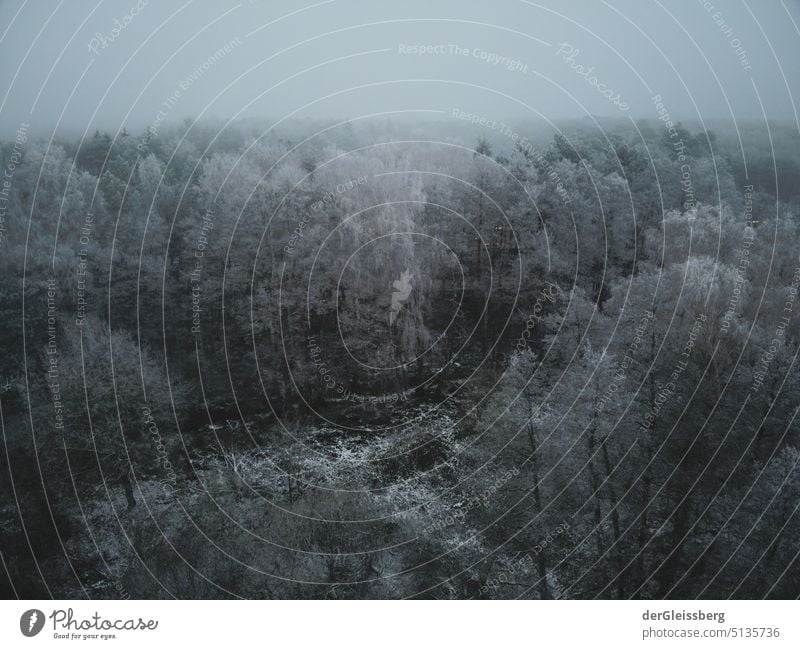 Winter forest in fog (aerial view) Forest Fog Clouds Snow trees hoar frost UAV view Aerial photograph Dark depressing silent Cold Season Seasons Gray