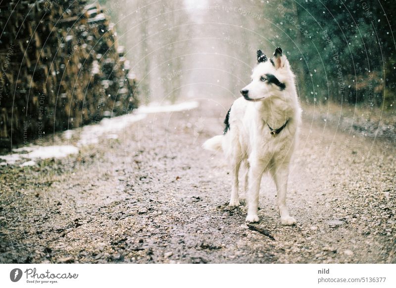 Elegant black and white dog on forest path in winter Dog Forest To go for a walk Winter Snowfall Exterior shot Nature Colour photo Pet Walk the dog Landscape
