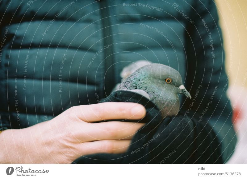 Injured city pigeon on the way to animal rescue Pigeon wounded Help Seeking help Rescue Wild animal Pet animal portrait Pigeons are friends plumage Glimmer stop