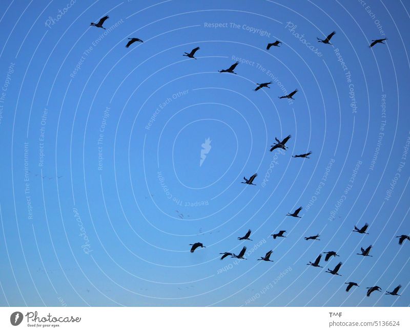 "Flugverkehr" – Kranichschar zieht am Abend zurück zu den Schlafplätzen Kraniche Kraniche ziehen Vogel Vogelzug Vögel Zugvogel Schreitvogel Wildvogel Zugvögel