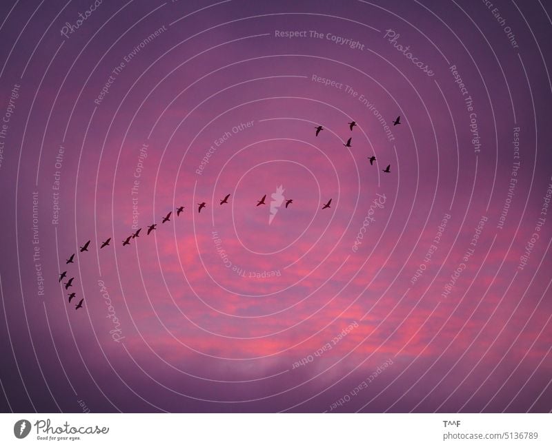 "Geese march" - geese move to their feeding grounds in the morning against a purple morning sky Goose goose birds Pull geese Bird waterfowl bird migration