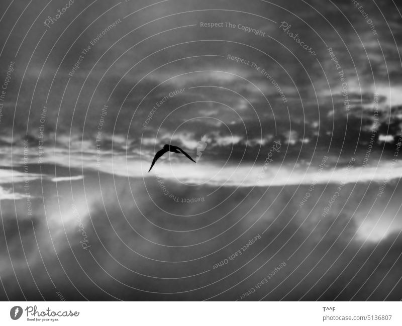 Einsame Möwe im morgentlichen Wolkenmeer – monochrom Möven Möwen Seevogel Vogel Wildvogel fliegend Himmel schwarz-weiß Wolkenbildung bewölkt Morgen