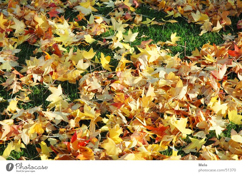 autumn Autumn Leaf Grass Green Multicoloured Yellow Red Orange