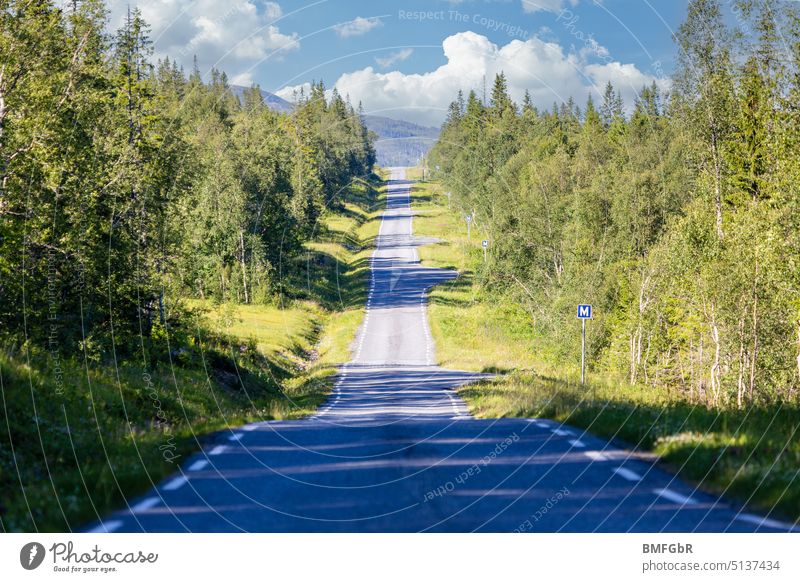 One Way Street through forest in Norway Forest Vacation in Norway Right ahead Direct One way street mooring bay Landscape off Environment Nature Outdoors