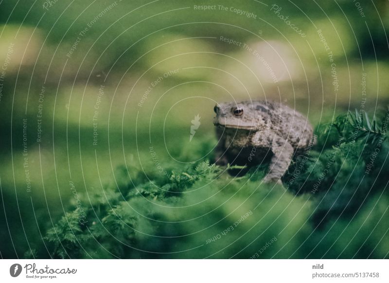 Toad in forest Painted frog Nature Amphibian Exterior shot Wild animal Animal portrait Close-up Colour photo Frog Forest forest dwellers Carpet of moss Fat