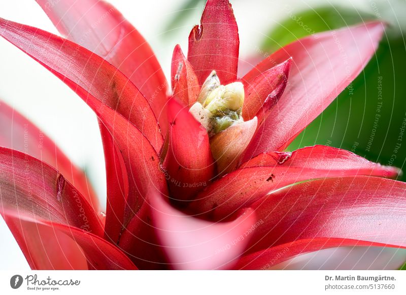 Flowering bromeliad with red bracts - a Royalty Free Stock Photo from  Photocase