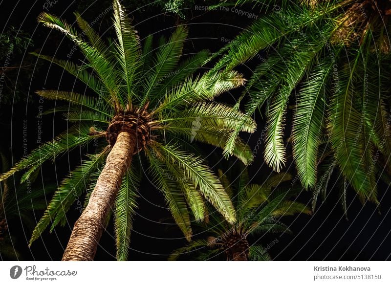 https://www.photocase.com/photos/5138150-branches-of-date-palm-tree-under-night-sky-amazing-natural-background-looking-up-summer-vacation-concept-scene-on-tropical-island-beach-dot-photocase-stock-photo-large.jpeg