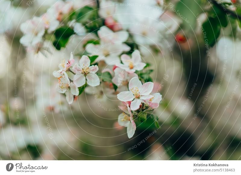 Spring easter white flowers of apple blossom on garden natural background. Blooming view. Flowering, opening petals on branches tree. bloom sakura nature spring