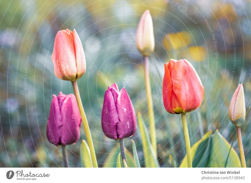 Soon the tulips will bloom again in the garden Tulip blossom Flower Spring flower bulb flower Plant Nature Spring fever Spring colours variegated