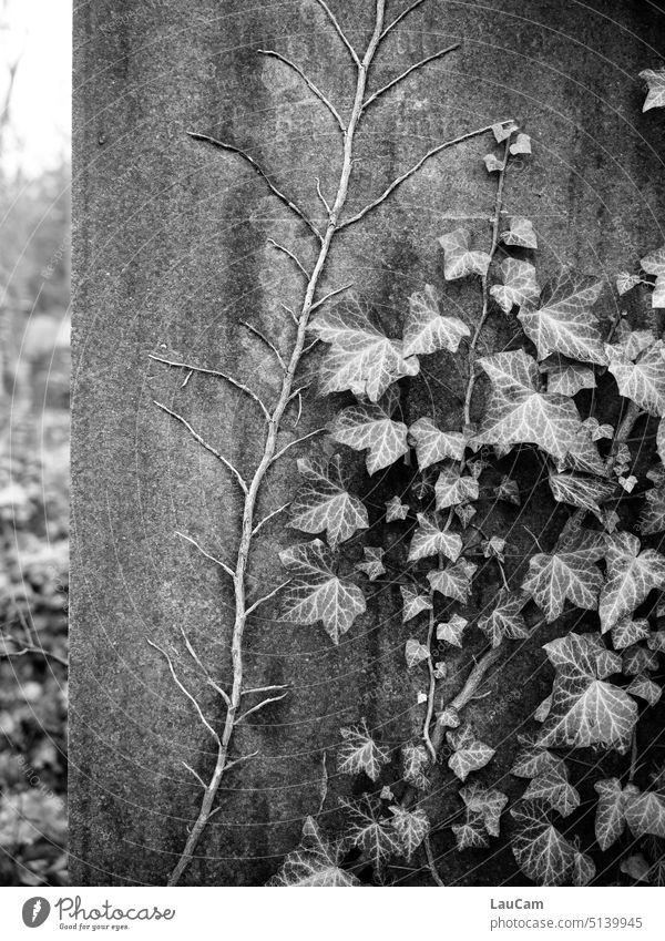 Nature takes its course Tombstone Ivy Twig Root Rooted wax overgrown Growth Plant Old bury Grave Earn Overgrown Stone Cemetery twigs branches Transience Grief