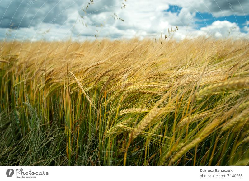 Close up of barley ears in the field and white clouds in the sky, Staw, eastern Poland grain harvest rural nature agriculture landscape plant yellow ripe gold