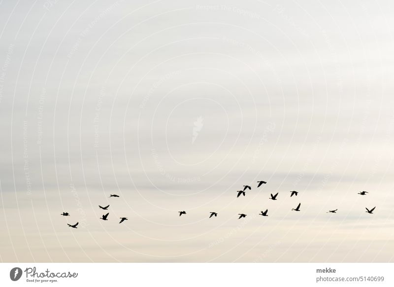 early-morning exercise wild geese birds Sky Flock of birds Freedom Flight of the birds Migratory bird bird migration Flying Formation flying Migratory birds