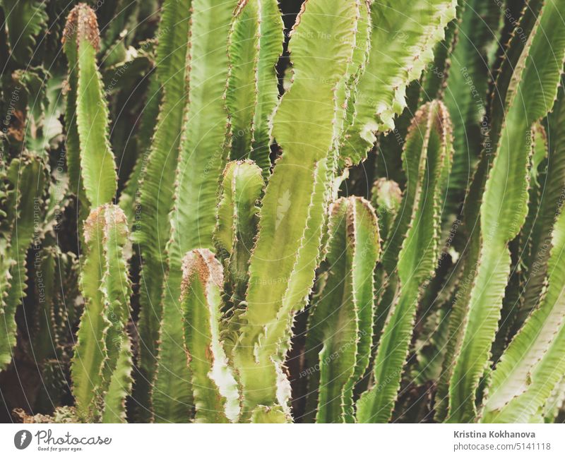 Prickly cactus succulents in botanical garden background botany green nature plant desert natural sharp cacti closeup flora summer grow tropical art beautiful