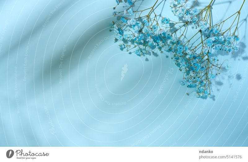 Gypsophilia branch with blue flowers on a blue background, top view gypsophila floral plant nature shadow nobody decoration bloom bouquet flat twig minimal bud