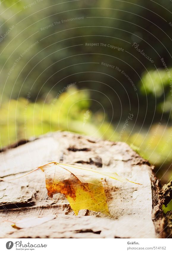 walk in the woods Environment Nature Plant Autumn Tree Leaf Foliage plant Forest Old Discover Lie Brown Yellow Green Loneliness Transience Colour photo