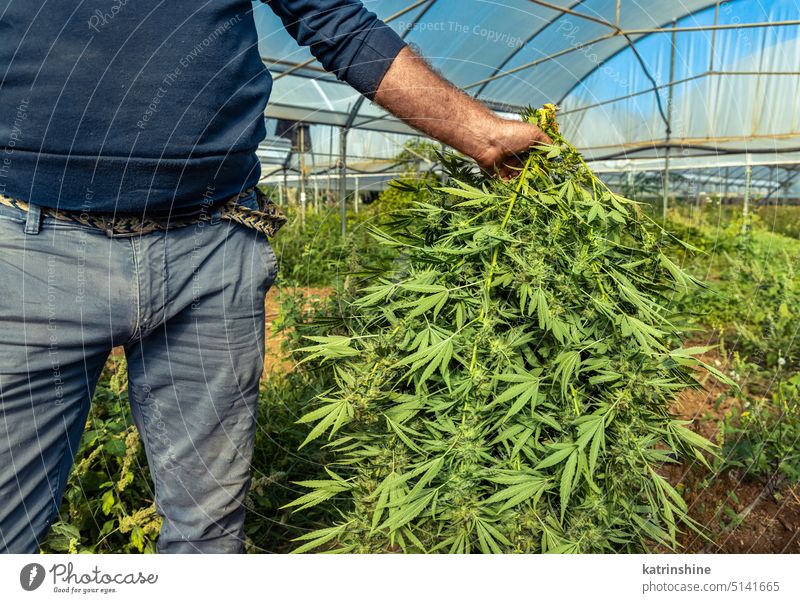 Farmer Worker with cutted Marijuana plants in hand. Organic Cannabis Sativa worker farmer cannabis harvest green Leaves CBD medicinal plantation close up summer